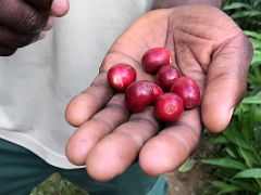 13B Our local guide shows us individual red coloured coffee beans on our nature walk and coffee tour at Holywell Blue Mountains near Kingston Jamaica
